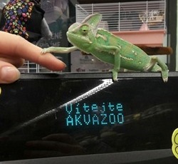 akvazoo _chameleon_maly