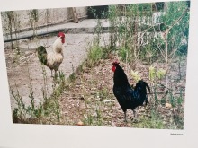 fotografie